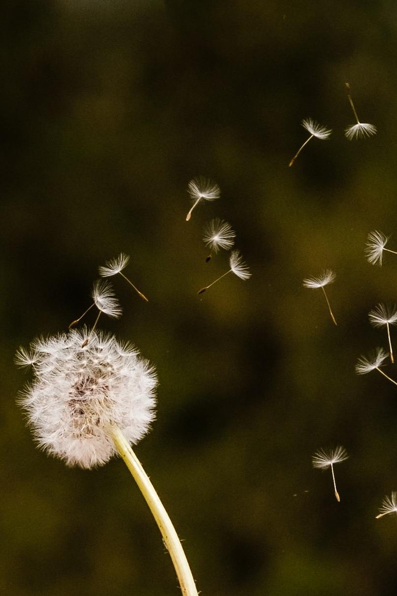 person holding white dandelion flower
